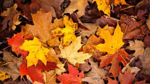 Read more about the article PLUMBING & HEATING PREP FOR FALL:  5 SIMPLE TIPS TO GET READY FOR THE COOLER WEATHER